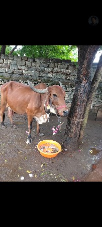 બધી ગાય વેચવાની છે