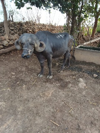 પાડો વેચવાનો છે ફુલ જવાબદારી પેલો