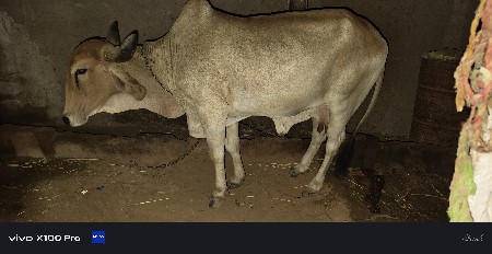 આ ગાય વેચવાની છે