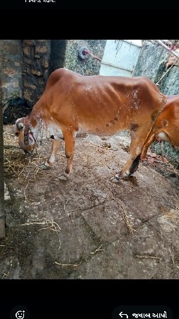 હોડકીવેસવાનીસે ભાવનાગરી