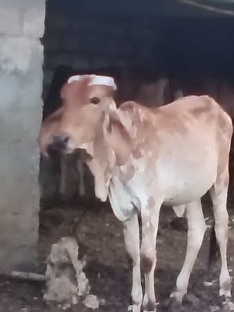 વાંસળી આપવાની સે સાવ સોજી છે.