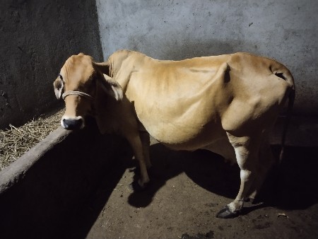 Desi jersey