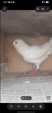 કબુતર ના સાટા કરવાના છે