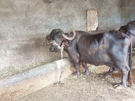 6 વેતર માં ભેંસ
