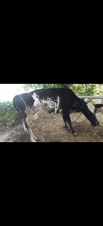 જર્સી
