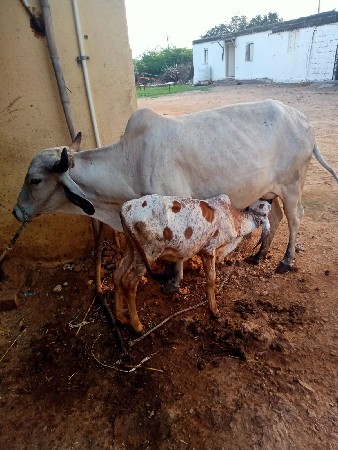 બીજુ વેતર છે