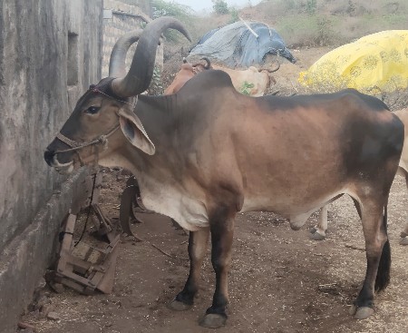 બળદ