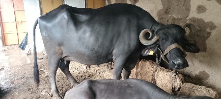 ભેંસ વેચવાની છે