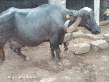 ભેંસ વેચવાની છે