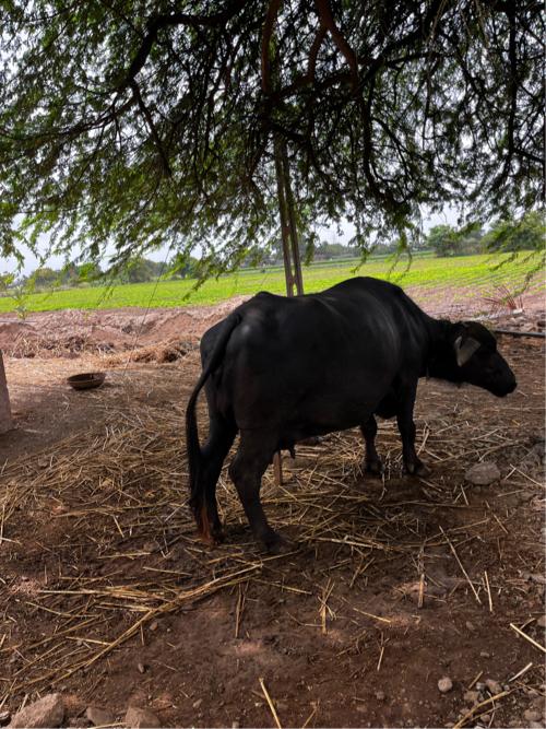 વેસવાની છે