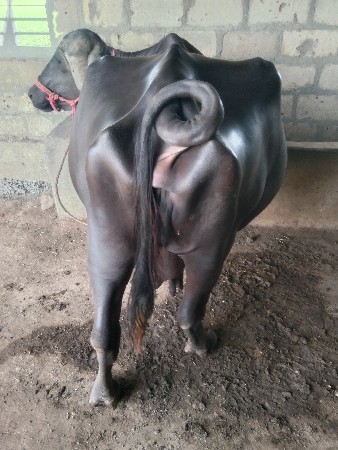 ૩ વયાહૅ

૩વૅતર ૪૦ દીવસ માં વયાહૅ
