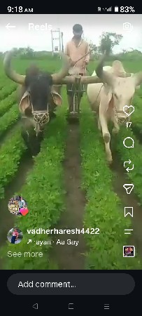 બળદ 2 વેચવાના