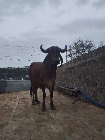 ગાય વેચવાની છે