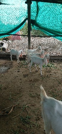 9898777132