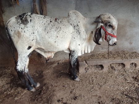 હાલ થાય છે નવું