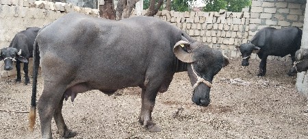 ભેંસ વેચવાની છે.