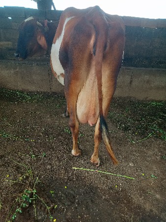 ગાય વેચવાની છે
