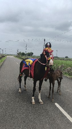 ઘોડી  વેચવાની છે
