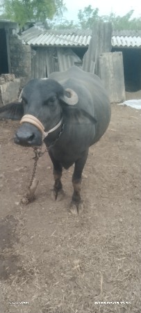 ભેંસ વેચવાની છે