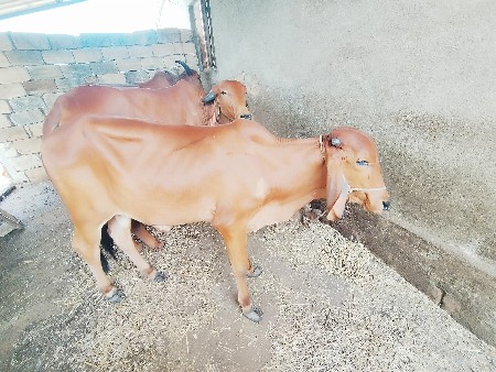 વાછડી વેચવાની છે