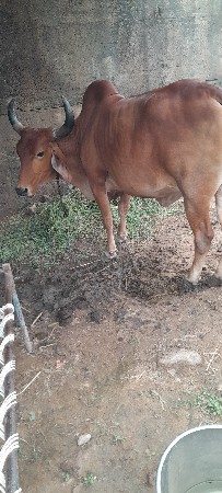 ગાય વેચવાની છે