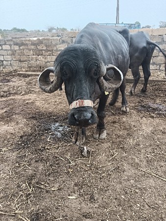 વેસવાનીસે