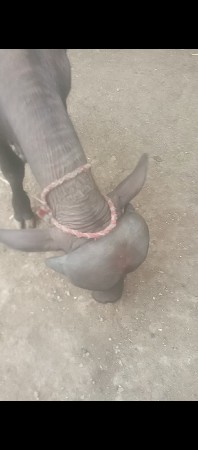 11 મહીના ની પાડી વેચવા ની છે