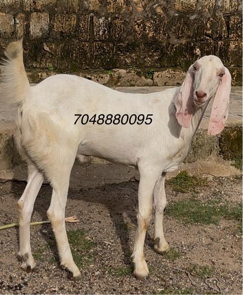 Khassi Bakro