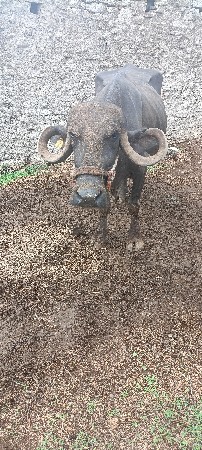ભેંશ વેચવાની છે