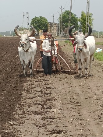 બળદ વેસવાના સે