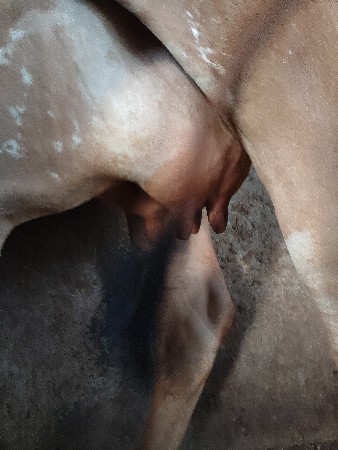 ગીર હોરકી વેચવાની છે