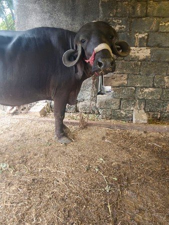 2 વેતર ખડેલી