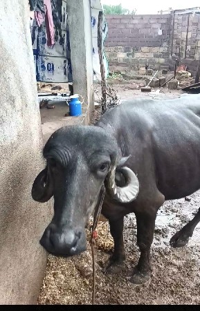 ખડેલી વેશવાની સે 4 મહિનો હાલે સે