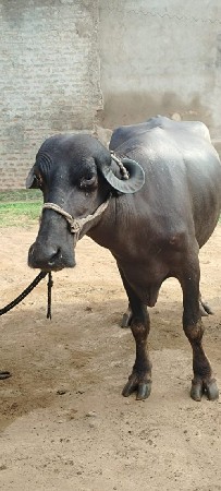 એક મહિના ની કાસી