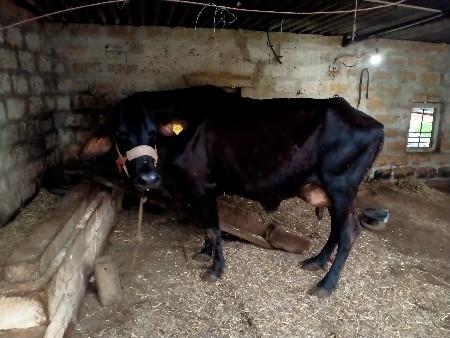 ગાય વેચવાની છે