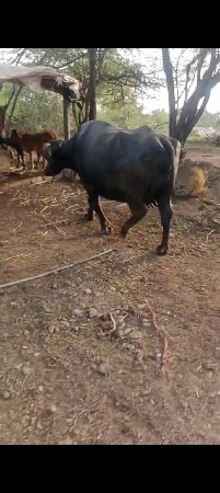 ભેંસ વેચવાની છે