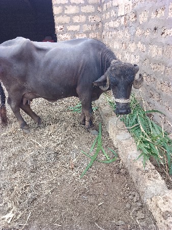 ભૈસ વેચવાની છે
