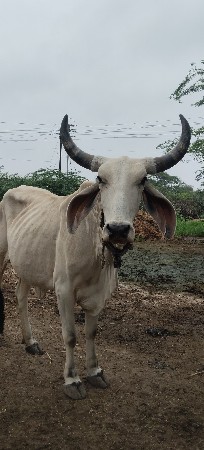 વેચવાની છે