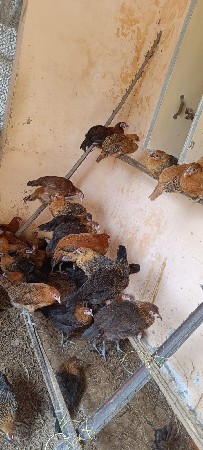દેસી મૂરઘા