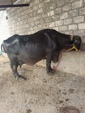 ભેંસ વેચવાની છે