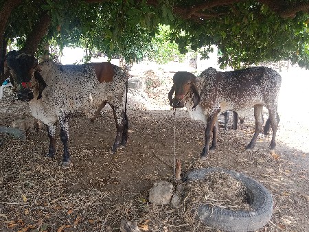 ઘોઠલા