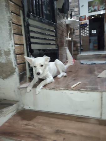 dog deva nu che
