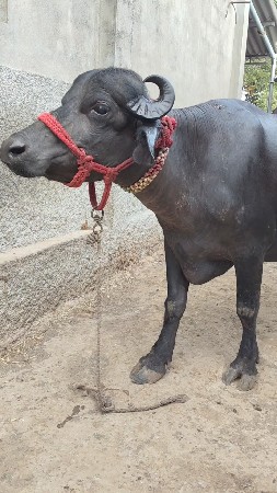 દેસી ભેંસ વેચવાની છે