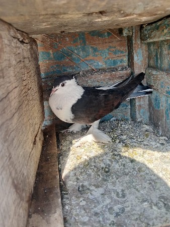 kabutar se fensi devani se masdi
