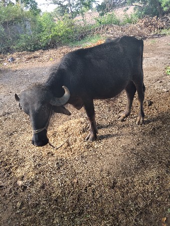 ખડેલી 4.5 વરસ ની છે