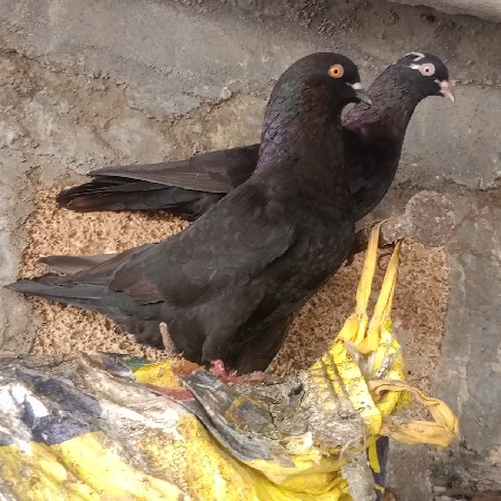 khabutar vecvana chhe