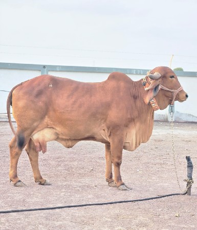 ગા વેચવાની છે