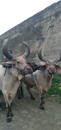 બળદ વેચવાના છે ત્રિજી ધર છે