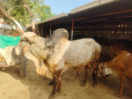 ગોઢલો આપી દેવાનો છે