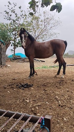 ઘોડી વેચવાની છે